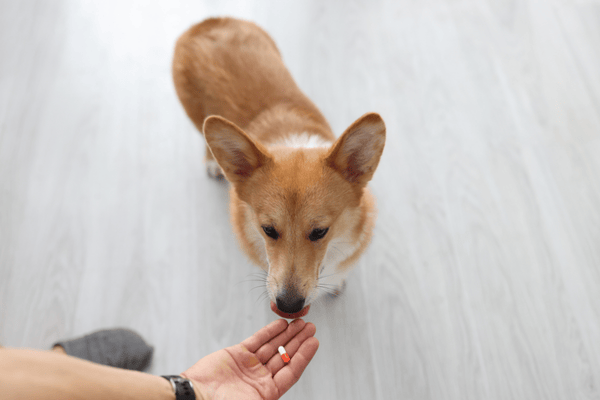 Podávanie liekov psovi Corgi